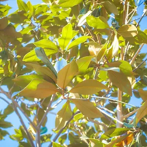 Magnolia Con Giardino , Bari Italia